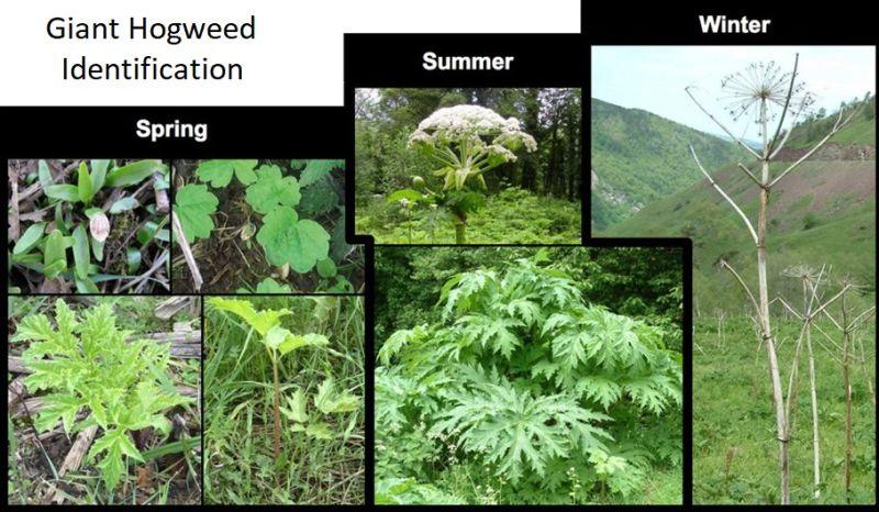 Giant Hogweed identification guide