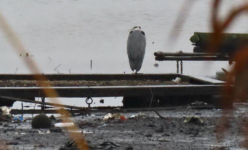 Heron sitting on debris by Ben Watt